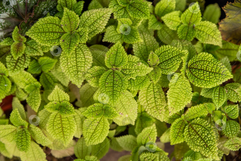 Скачать Крупный план ярко-зеленого растения Pilea mollis с рельефными морщинистыми листьями. Ботанические детали тропической листвы. Вид сверху при мягком естественном освещении фотосток Ozero