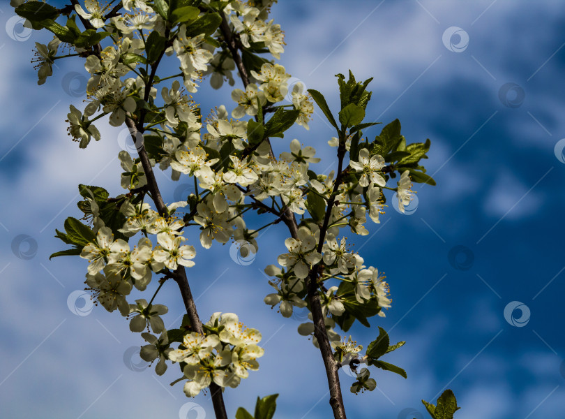 Скачать цветущая вишня фотосток Ozero