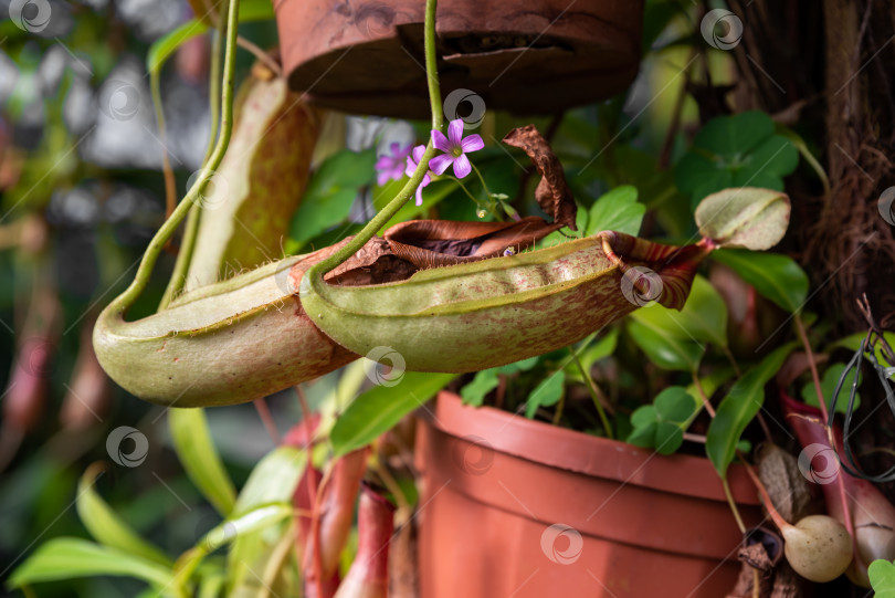 Скачать Плотоядный гибрид Nepenthes × Dyeriana из семейства непентовых, с яркими лепестками и нежным фиолетовым цветком фотосток Ozero