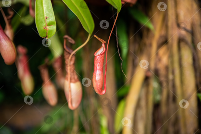 Скачать Крупный план ярких кувшинчиков Nepenthes в тропическом лесу, подчеркивающий их поразительную окраску и плотоядную адаптацию в природе. фотосток Ozero