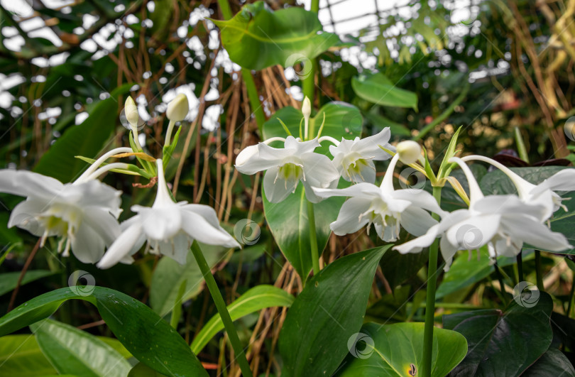 Скачать Распустившаяся белая амазонская лилия (Eucharis grandiflora) демонстрирует изящные лепестки и яркую зеленую сердцевину на размытом естественном фоне фотосток Ozero