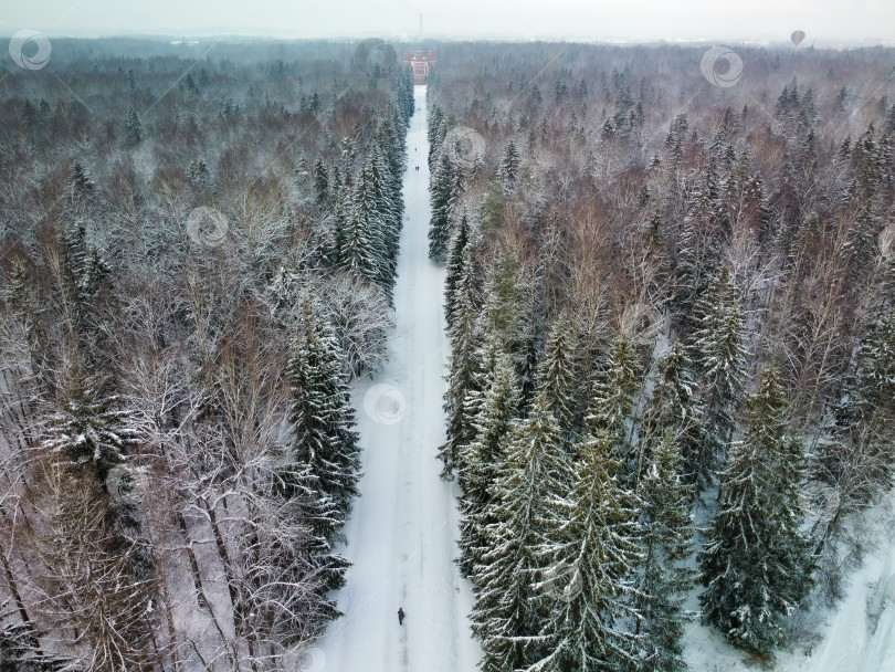 Скачать Зимний лес в Александровском парке, вид с высоты зимой. фотосток Ozero