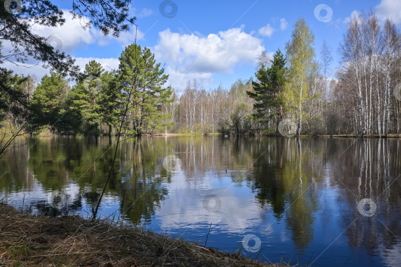 Скачать Лесная река в мае. фотосток Ozero