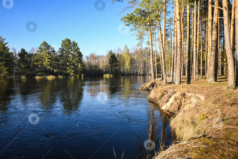 Скачать Лесная река в мае. фотосток Ozero