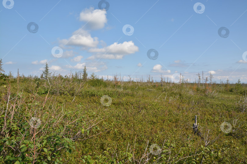 Скачать Тундра на полуострове Таймыр. фотосток Ozero