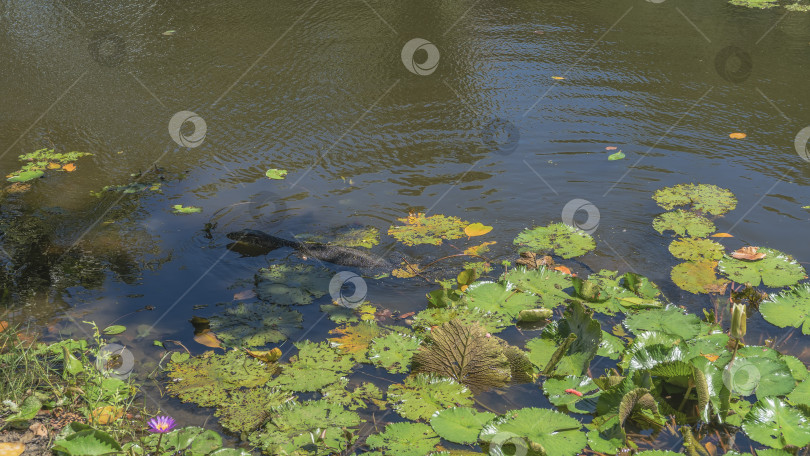 Скачать Дикий варан плавает в пруду с водяными лилиями. фотосток Ozero