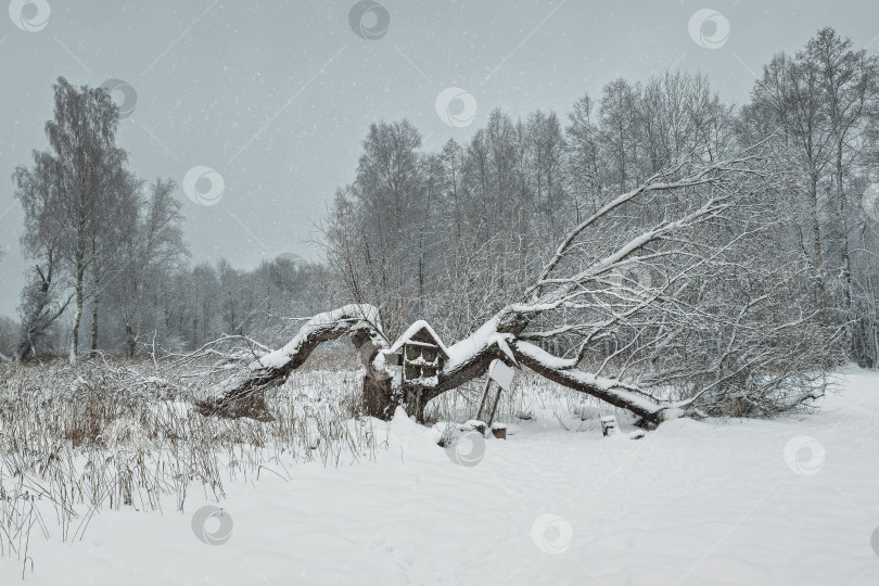 Скачать сказочное дерево под снегом. Зимний заснеженный лес фотосток Ozero