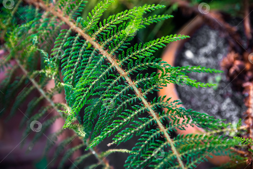 Скачать Крупный план щитовидного папоротника (Dryopteris carthusiana) с ярко-зелеными листьями. Родом из Кавказского региона, этот папоротник является прекрасным дополнением к природным или декоративным садам фотосток Ozero