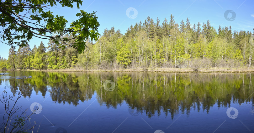 Скачать Панорама лесной реки весной. фотосток Ozero