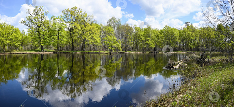 Скачать Панорама лесной реки весной. фотосток Ozero