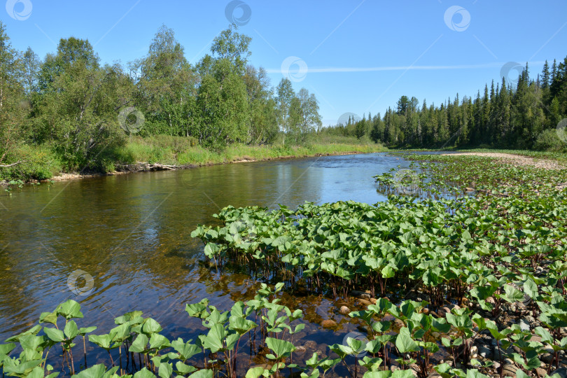 Скачать Таежная река Урал. фотосток Ozero