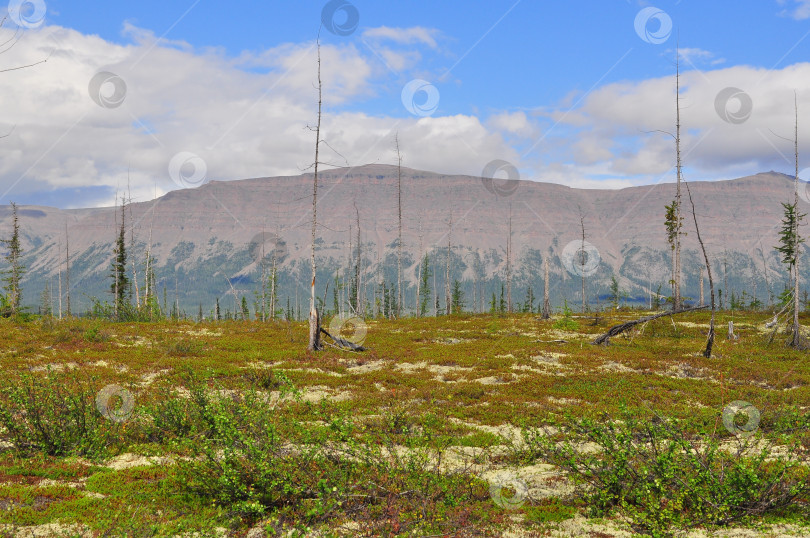 Скачать Тундра в предгорьях плато Путорана. фотосток Ozero