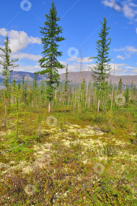 Скачать Тундра в предгорьях плато Путорана. фотосток Ozero