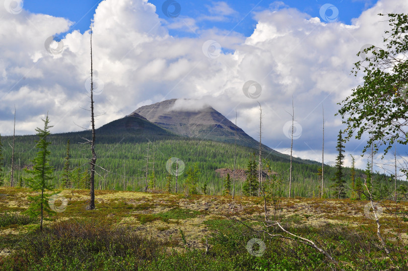 Скачать Тундра в предгорьях плато Путорана. фотосток Ozero