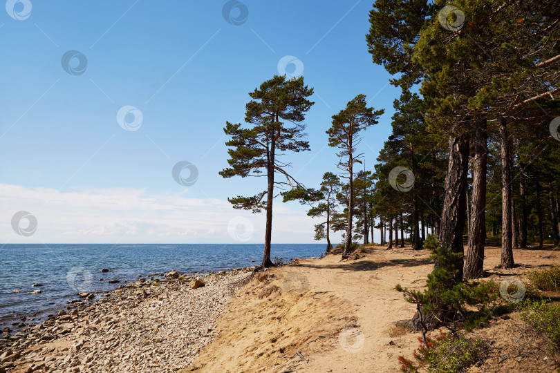 Скачать Сосны на пляже в солнечный летний день. фотосток Ozero