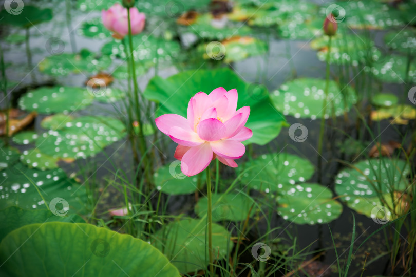 Скачать Крупный план розового дальневосточного лотоса (Nelumbo komarovii) с капельками воды, яркими лепестками и размытым зеленым фоном. Снимок сделан в Приморском крае, Россия. фотосток Ozero