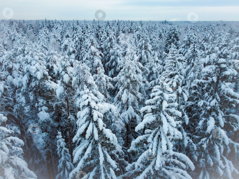 Скачать Зимний лес, вид сверху фотосток Ozero