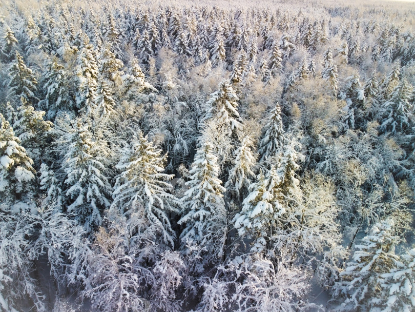 Скачать Зимний лес, вид сверху фотосток Ozero