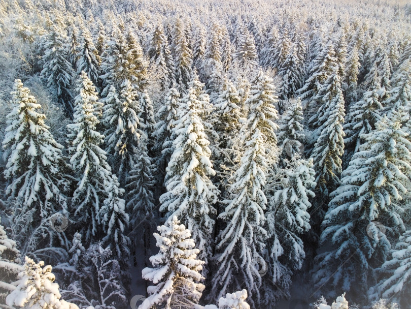 Скачать Зимний лес, вид сверху фотосток Ozero