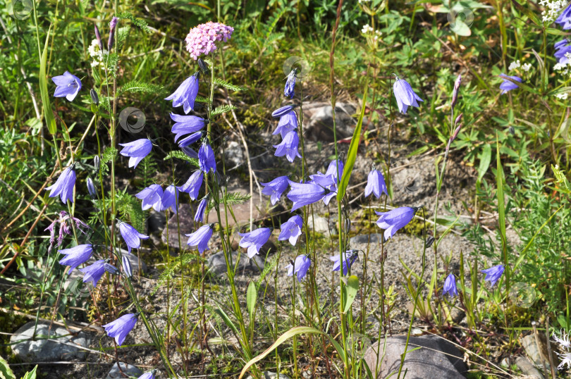 Скачать Дикий цветок - кентерберийские колокольчики (campanula). фотосток Ozero