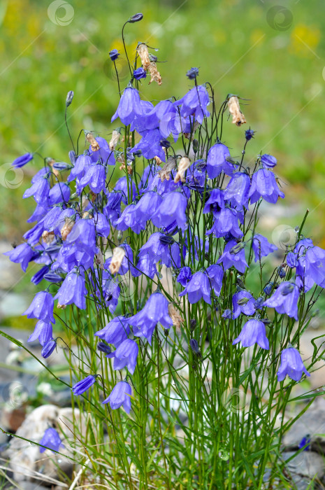 Скачать Дикий цветок - кентерберийские колокольчики (campanula). фотосток Ozero