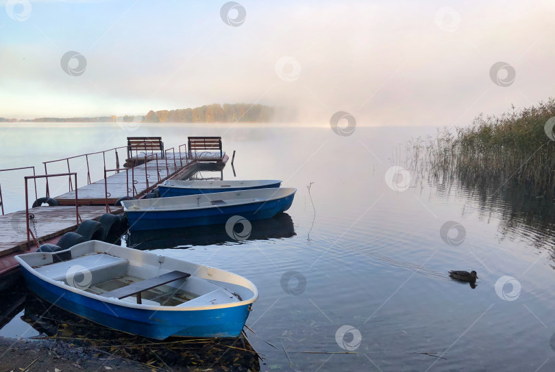 Скачать Утро на озере с пирсом, лодками и туманом, утка плавает у берега фотосток Ozero