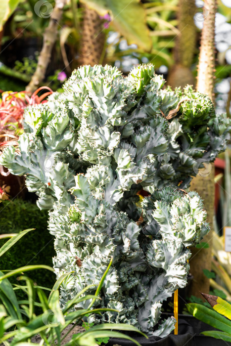 Скачать Растение Euphorbia lactea Cristata с уникальной веерообразной зеленовато-серебристой растительностью, выставленное в ярком тропическом саду фотосток Ozero