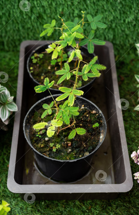 Скачать Чувствительные растения (Mimosa pudica) в черных пластиковых горшках на подносе. Зеленые перистые листья выделяются на фоне газона своей уникальной реакцией на прикосновение. фотосток Ozero