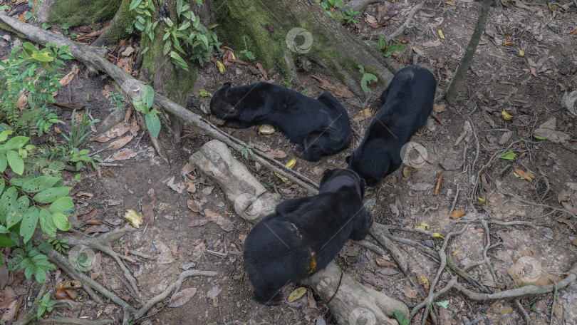 Скачать Три бируанга Helarctos malayanus кормятся. фотосток Ozero