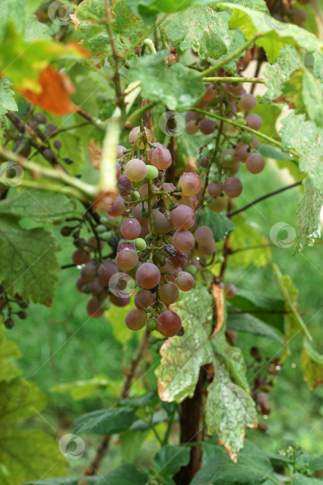 Скачать Гроздья винного винограда, свисающие с виноградной лозы фотосток Ozero
