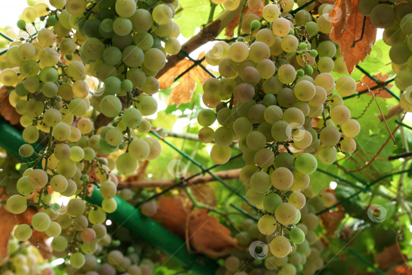 Скачать Гроздья зеленого винограда на ветвях фотосток Ozero