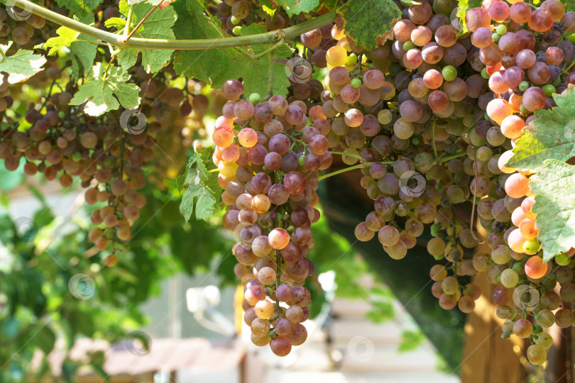 Скачать Гроздья спелого винограда, свисающие с виноградной лозы фотосток Ozero