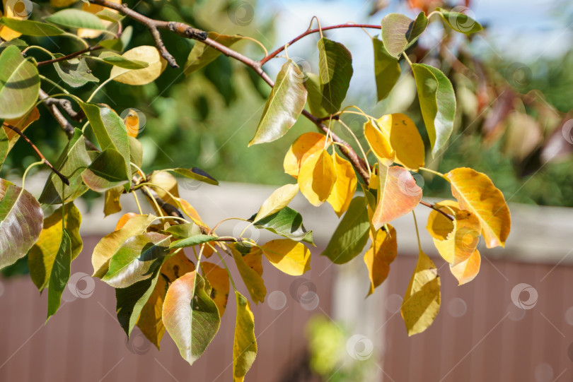 Скачать Пожелтевшие осенние листья на грушевом дереве фотосток Ozero