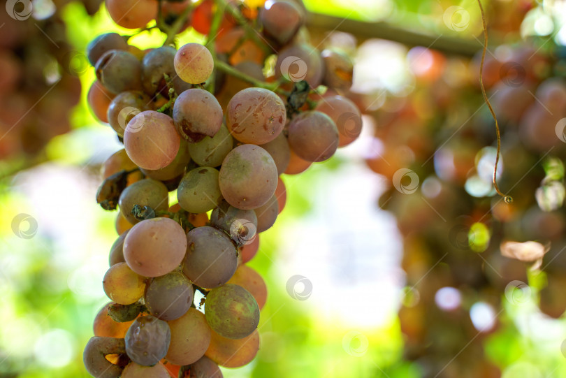 Скачать Спелая гроздь винограда, свисающая с виноградной лозы фотосток Ozero