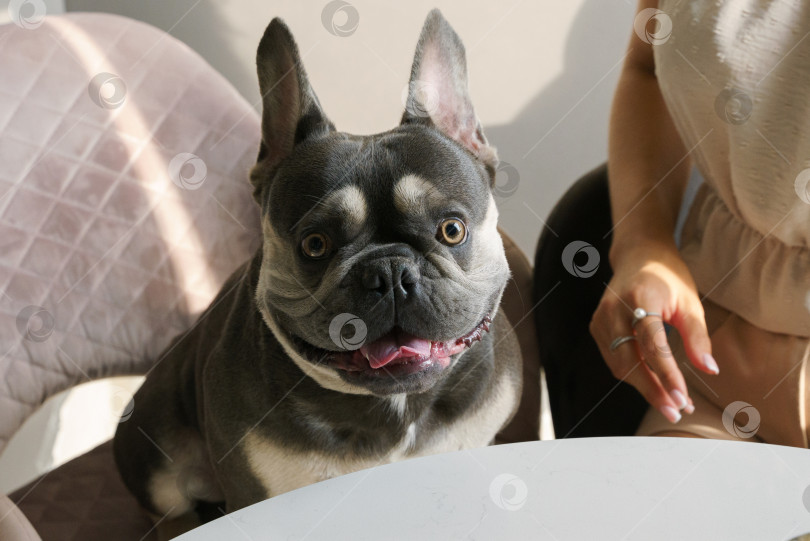 Скачать Портрет собаки породы французский бульдог, на заднем плане рука его хозяйки фотосток Ozero