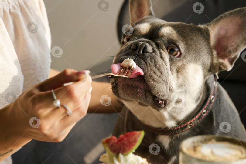 Скачать Портрет девушки и собаки, которых она кормит десертом с вилки фотосток Ozero
