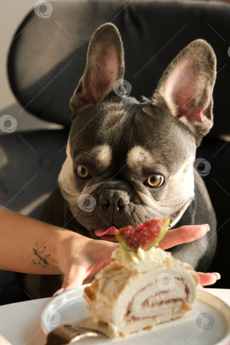 Скачать Фотография торта крупным планом и собаки на заднем плане фотосток Ozero