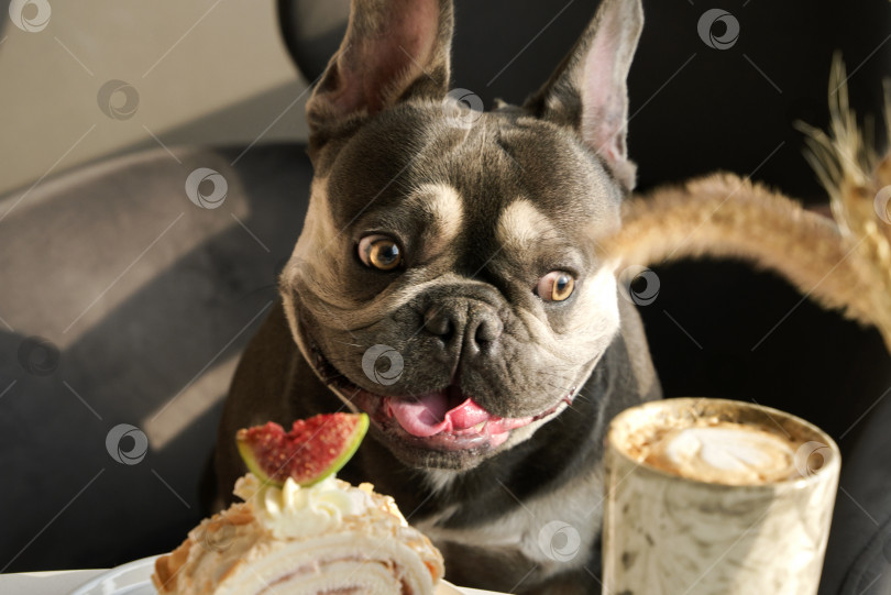 Скачать Фотография торта крупным планом и собаки на заднем плане фотосток Ozero