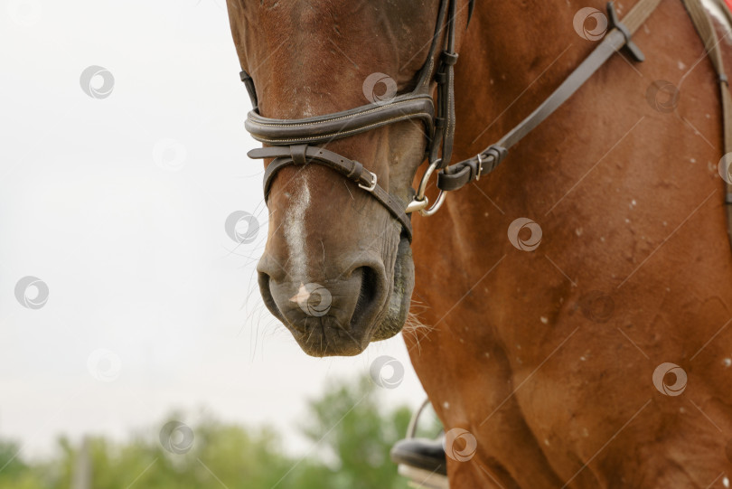 Скачать Портрет лошади в уздечке крупным планом под всадником фотосток Ozero