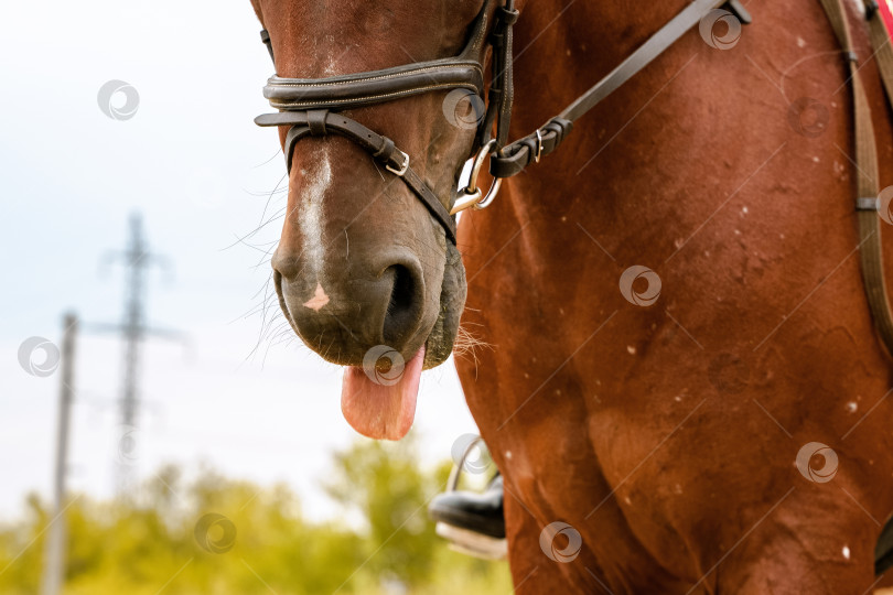 Скачать Лошадь в уздечке показывает язык фотосток Ozero