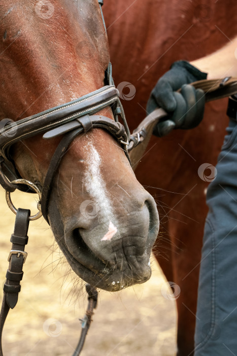 Скачать Фотография носа лошади крупным планом с уздечкой на фотосток Ozero