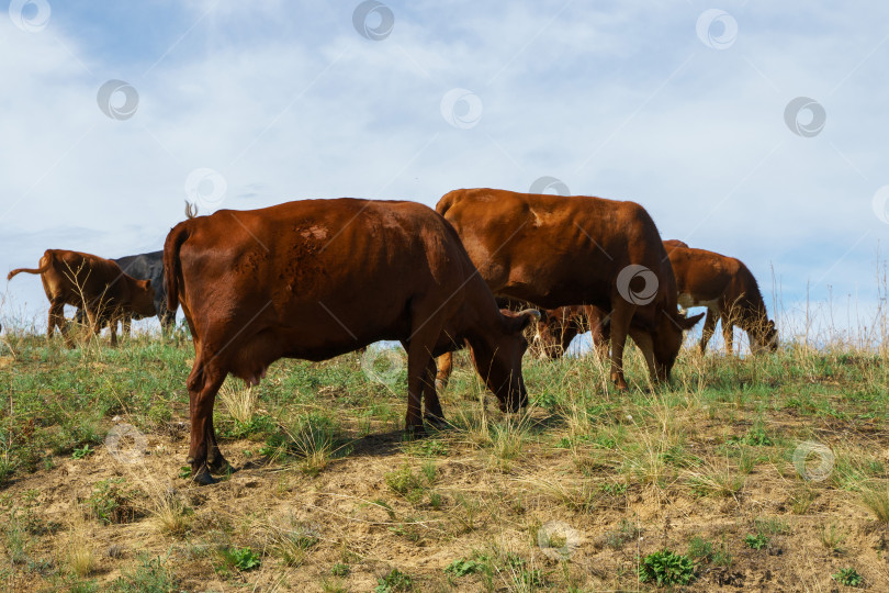 Скачать Коровы пасутся в поле фотосток Ozero