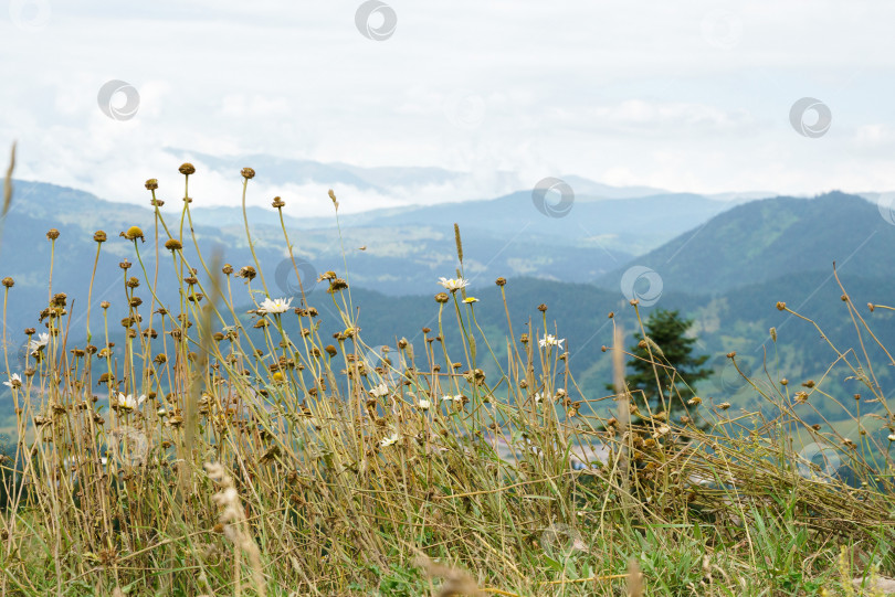Скачать Маленькие белые горные цветы на фоне горного пейзажа, Рача, Грузия фотосток Ozero