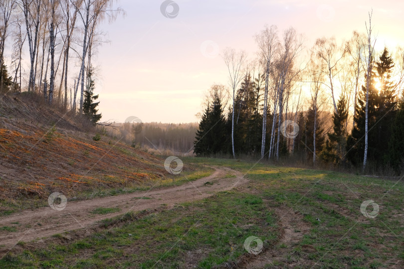 Скачать Весенний закат в лесу фотосток Ozero