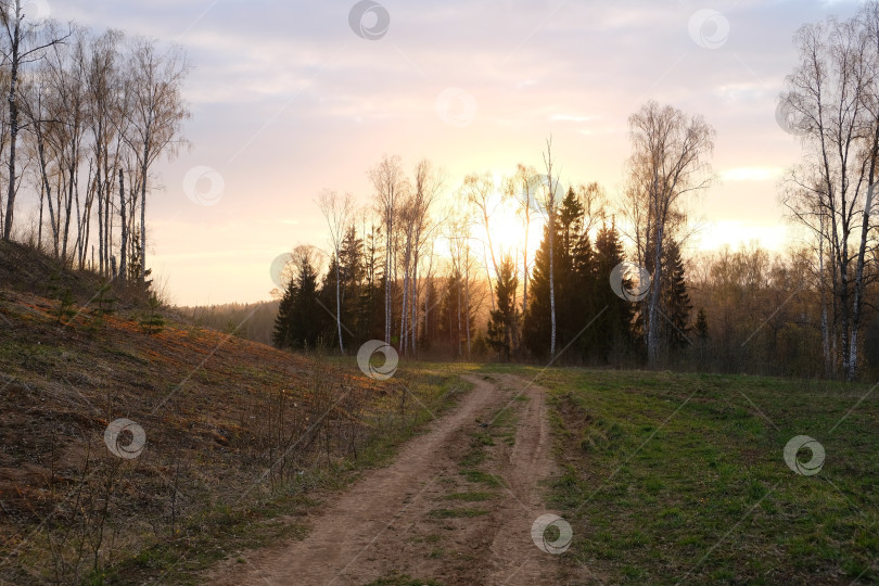 Скачать Весенний закат в лесу фотосток Ozero