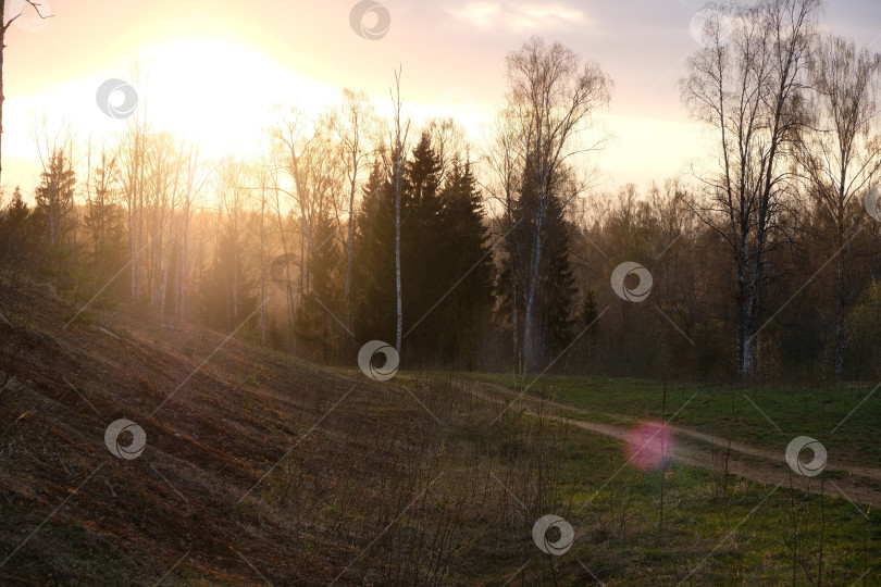 Скачать Весенний закат в лесу фотосток Ozero