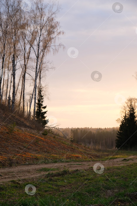 Скачать Весенний закат в лесу фотосток Ozero