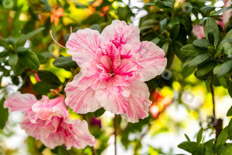 Скачать Крупный план цветка Rhododendron indicum 'Super Nova' с розовыми и белыми лепестками, окруженного пышными зелеными листьями при естественном солнечном свете фотосток Ozero