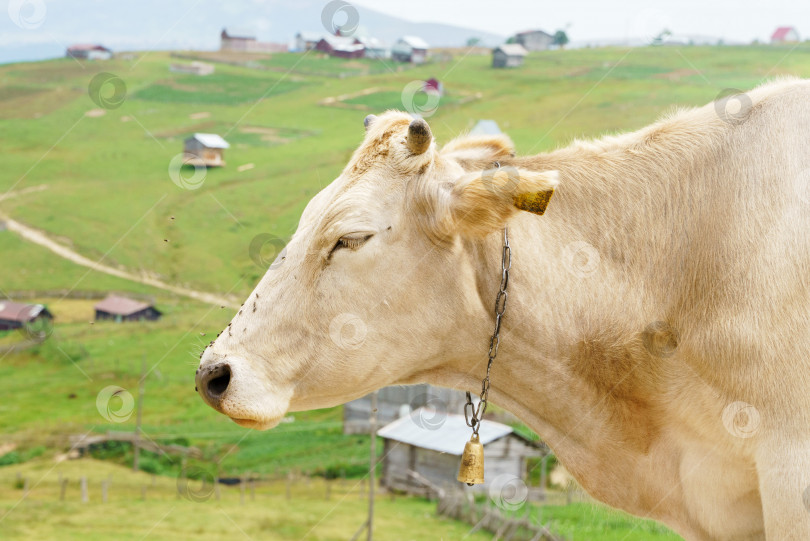 Скачать Портрет коровы, пасущейся высоко в горах фотосток Ozero