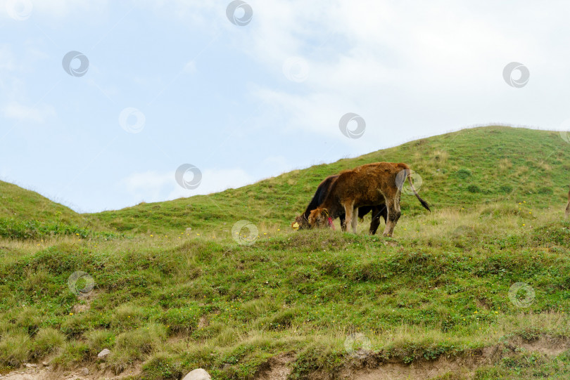 Скачать Стадо коров пасется на пастбище в высокогорье Джорджии фотосток Ozero